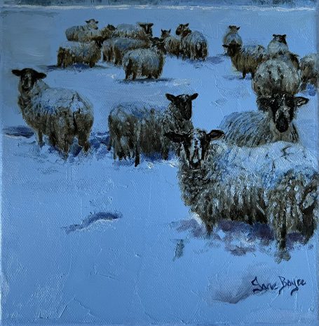 Sheep in a snowy field
