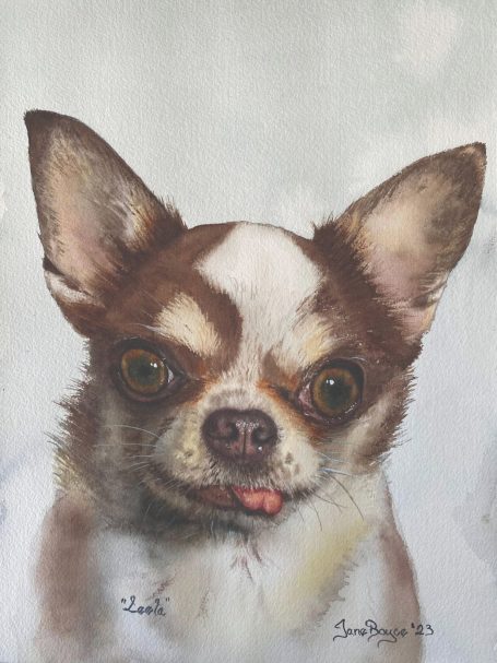 Brown and White Chihuahua